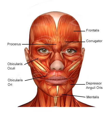 Cosmetic eyelid surgery, oculofacial Oculo-facial) surgeon locate